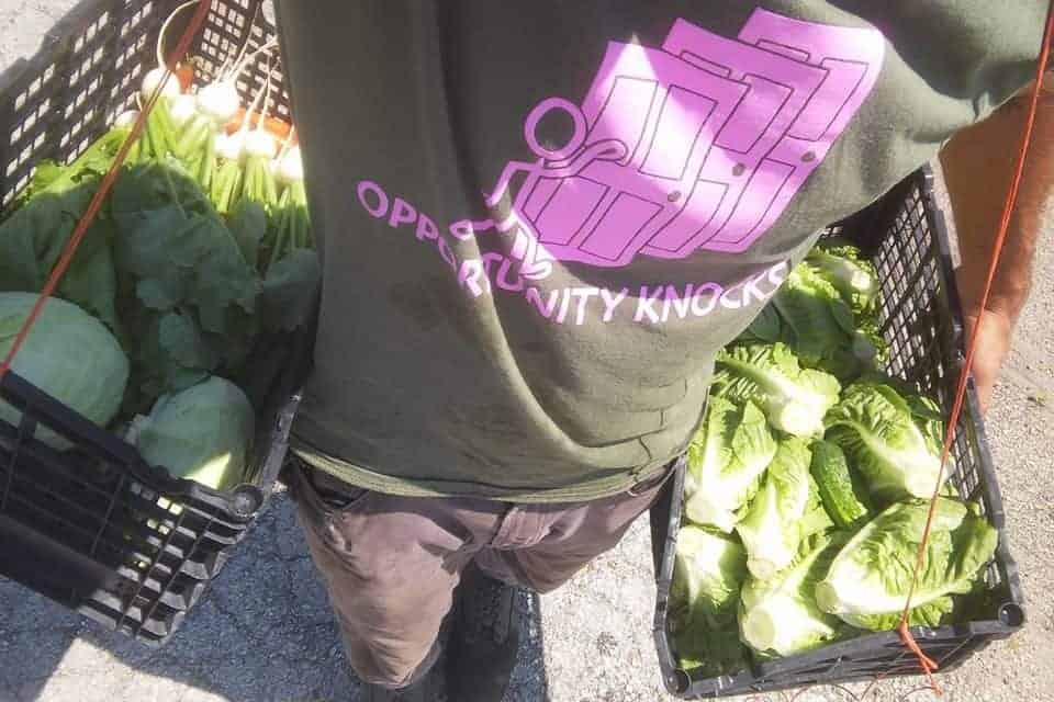 Life Shop Farmers Proudly Harvest First Produce & Pickling Cucumber of the Season!