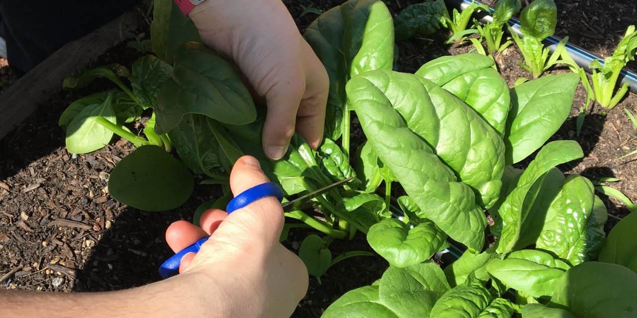 Warriors harvest their first crop of the season!