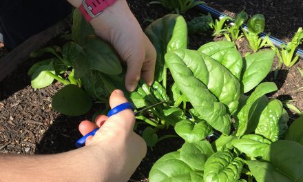 Warriors harvest their first crop of the season!